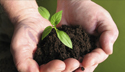 Hands holding seedling